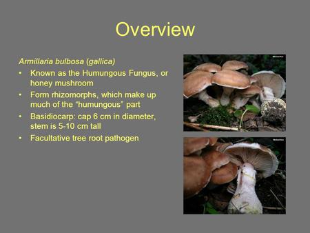Overview Armillaria bulbosa (gallica) Known as the Humungous Fungus, or honey mushroom Form rhizomorphs, which make up much of the “humungous” part Basidiocarp: