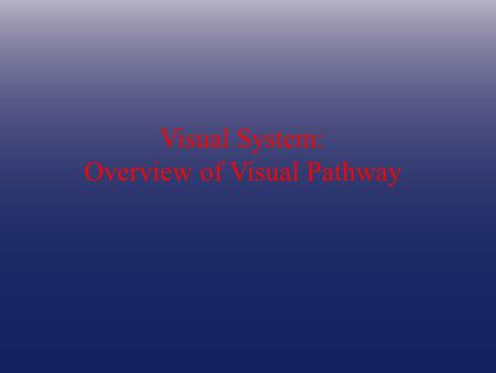 Visual System: Overview of Visual Pathway.