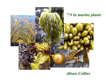 15 N in marine plants Alison Collins. Major Inputs of Nitrogen in the Ocean 1. Deep Water Nitrate 2.Atmospheric deposition Largest in areas near continental.