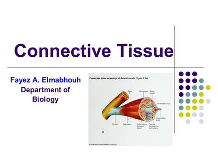 Connective Tissue Fayez A. Elmabhouh Department of Biology.
