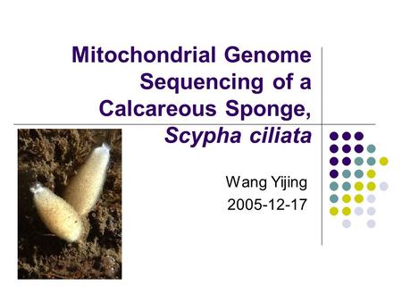 Mitochondrial Genome Sequencing of a Calcareous Sponge, Scypha ciliata Wang Yijing 2005-12-17.