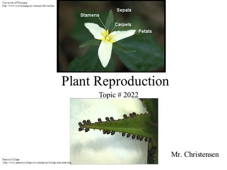 Plant Reproduction Topic # 2022 Mr. Christensen University of Winnipeg
