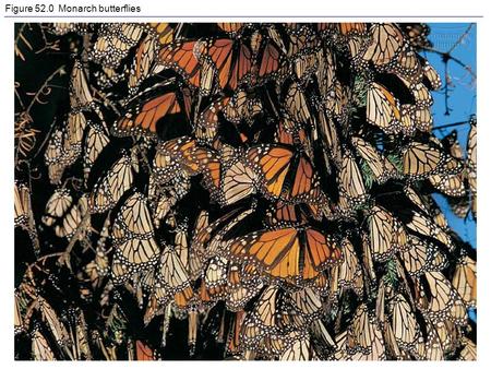 Figure 52.0 Monarch butterflies. Figure 52.0x Monarch butterfly migration.