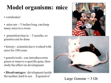 Model organisms: mice vertebrates! mice are ~ 3 inches long, can keep many mice in a room. generation time is ~ 3 months, so genetics can be done history.