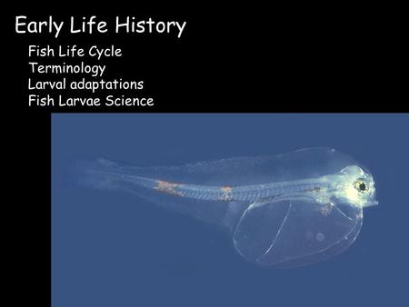 Early Life History Fish Life Cycle Terminology Larval adaptations Fish Larvae Science.