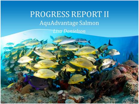 PROGRESS REPORT II AquAdvantage Salmon Lisa Danielson.