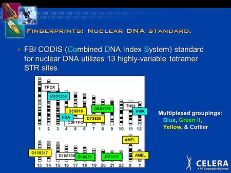 Fingerprints: Nuclear DNA standard. =FBI CODIS (Combined DNA Index System) standard for nuclear DNA utilizes 13 highly-variable tetramer STR sites. CSF1PO.