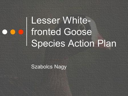 Lesser White- fronted Goose Species Action Plan Szabolcs Nagy.