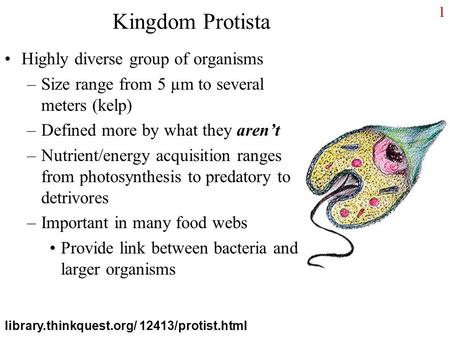 Kingdom Protista Highly diverse group of organisms