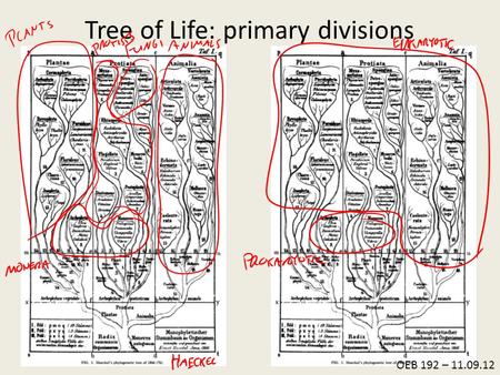 Tree of Life: primary divisions OEB 192 – 11.09.12.