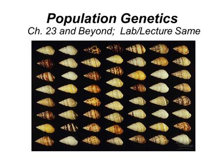 Population Genetics Ch. 23 and Beyond; Lab/Lecture Same.