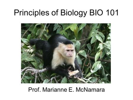 Principles of Biology BIO 101 Prof. Marianne E. McNamara.