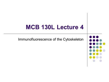 MCB 130L Lecture 4 Immunofluorescence of the Cytoskeleton.