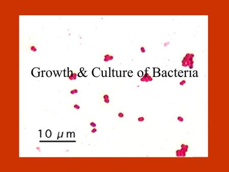 Growth & Culture of Bacteria. Chapter 6 Binary Division 1 to 2 to 4 to 8 to ?
