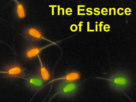 The Essence of Life Blending Inheritance A great idea if you IGNORE the data. n The Basic Idea of Blending Inheritance  1) Sex cells still contain.