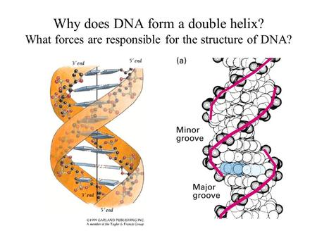 Why does DNA form a double helix