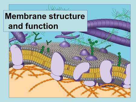 Membrane structure and function. Phospholipids Membranes are made of fat (lipids)