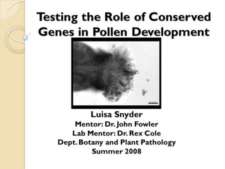 Testing the Role of Conserved Genes in Pollen Development Luisa Snyder Mentor: Dr. John Fowler Lab Mentor: Dr. Rex Cole Dept. Botany and Plant Pathology.