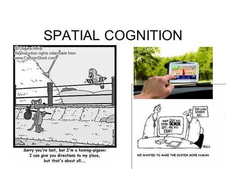 SPATIAL COGNITION XXX. Spatial Cognition is concerned with the acquisition, organization, utilization, and revision of knowledge about spatial environments.
