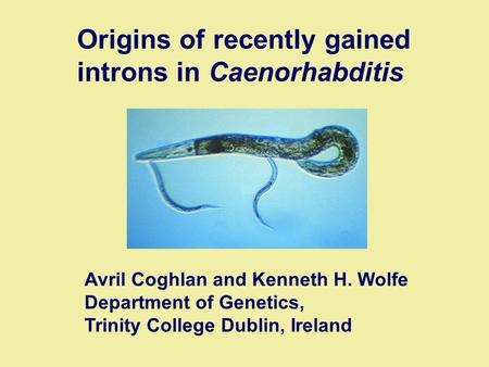 Origins of recently gained introns in Caenorhabditis Avril Coghlan and Kenneth H. Wolfe Department of Genetics, Trinity College Dublin, Ireland.