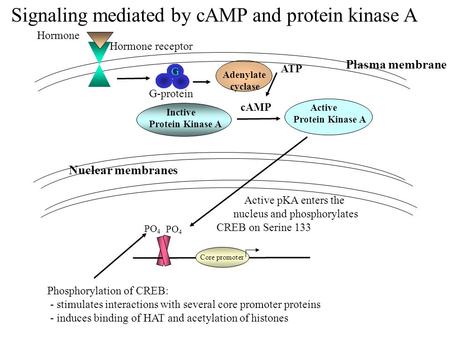 Plasma membrane Nuclear membranes Hormone receptor Adenylate cyclase ATP Active Protein Kinase A PO 4 G cAMP Inctive Protein Kinase A PO 4 Active pKA enters.