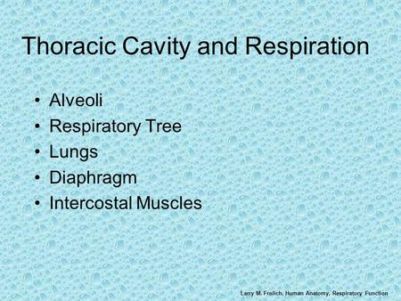 Larry M. Frolich, Human Anatomy, Respiratory Function Thoracic Cavity and Respiration Alveoli Respiratory Tree Lungs Diaphragm Intercostal Muscles.