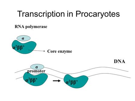 RNA polymerase σ α 2 ββ’ Core enzyme σ promoter DNA α 2 ββ’ Transcription in Procaryotes.