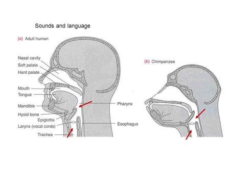 Sounds and language. Brain size c. 60 mya Modern primates.