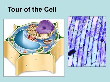Tour of the Cell. Robert Hooke (1635-1703) Robert Hooke -- 1665: examined thinly sliced cork and coined term “cell”