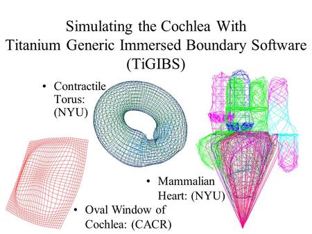 Simulating the Cochlea With Titanium Generic Immersed Boundary Software (TiGIBS) Contractile Torus: (NYU) Oval Window of Cochlea: (CACR) Mammalian Heart: