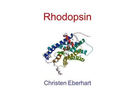 Rhodopsin Christen Eberhart. Rhodopsin Sequence The Eye Rhodopsin is found in the rods that are located in the eye Rods are composed of stacked disks.