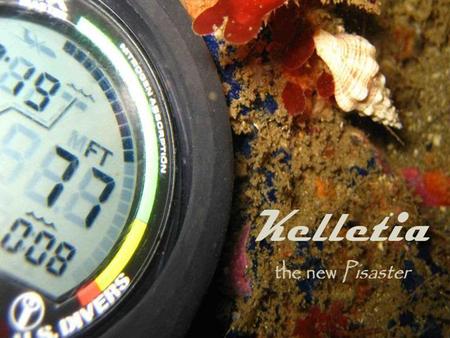 17 cm 6 mm Kellet’s whelk, Kelletia kelletii Habitat: Rocky reef/kelp forests. Partial migration offshore during winter? Carnivorous predator and scavenger.