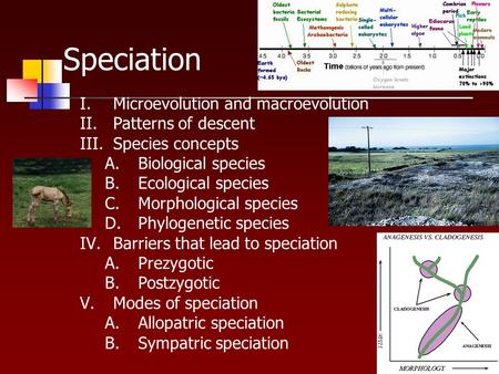 Speciation I.Microevolution and macroevolution II.Patterns of descent III.Species concepts A.Biological species B.Ecological species C.Morphological species.