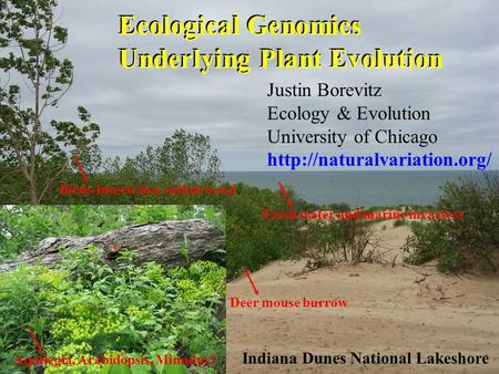 Ecological Genomics Underlying Plant Evolution Deer mouse burrowBirds/insects in a cotton woodFresh water and marine invasives Aquilegia, Arabidopsis,