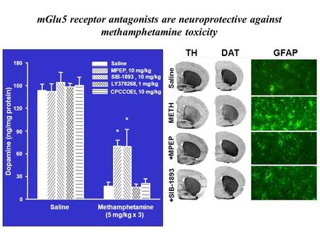 MGlu5 receptor antagonists are neuroprotective against methamphetamine toxicity THDATGFAP Saline METH +MPEP +SIB-1893 Saline Methamphetamine (5 mg/kg x.