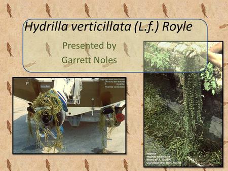 Presented by Garrett Noles Hydrilla verticillata (L.f.) Royle.