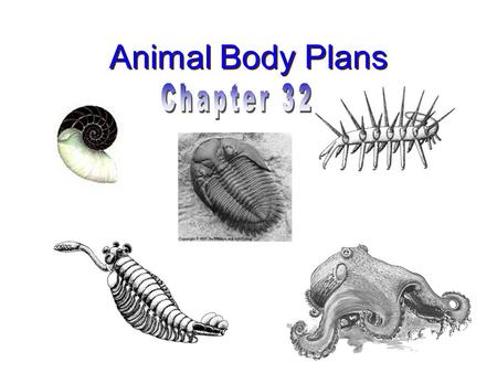 Animal Body Plans. 1 st dinosaur end of dinosaurs 1 st reptiles 1 st amphibians 1 st land plants 1 st fish 1 st invertebrates Millions of Years Geologic.
