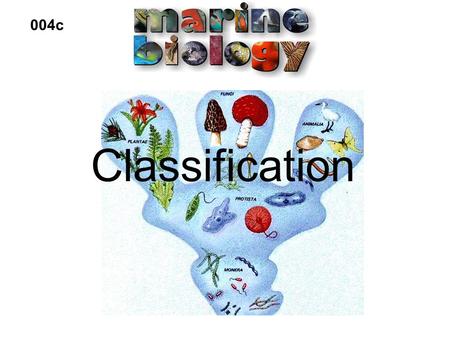 Classification 004c. Are they related? Taxonomy The science of classifying organisms. Tells us about the degree of relation between different organisms.