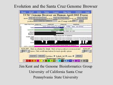 Evolution and the Santa Cruz Genome Browser Jim Kent and the Genome Bioinformatics Group University of California Santa Cruz Pennsylvania State University.