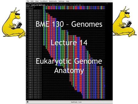 BME 130 – Genomes Lecture 14 Eukaryotic Genome Anatomy.