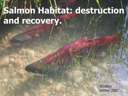 Salmon Habitat: destruction and recovery. Student Winter 2007.