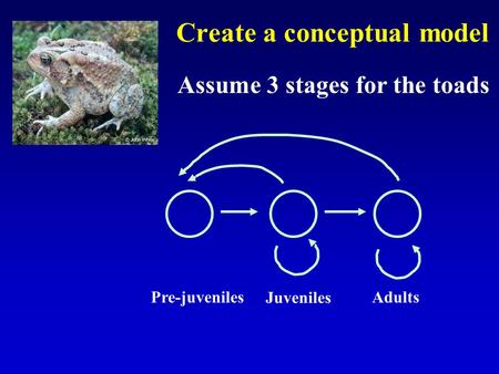 Create a conceptual model Assume 3 stages for the toads Juveniles AdultsPre-juveniles.