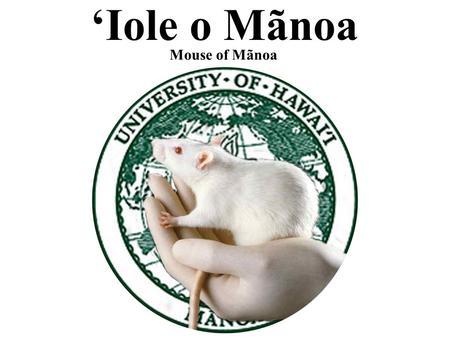 ‘Iole o Mãnoa Mouse of Mãnoa. Team Members Jeff Fines Designer, Fabricator, Programmer & Thomas Matsushima Designer, Fabricator, Programmer.