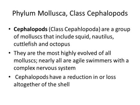 Phylum Mollusca, Class Cephalopods Cephalopods (Class Cepahlopoda) are a group of molluscs that include squid, nautilus, cuttlefish and octopus They are.