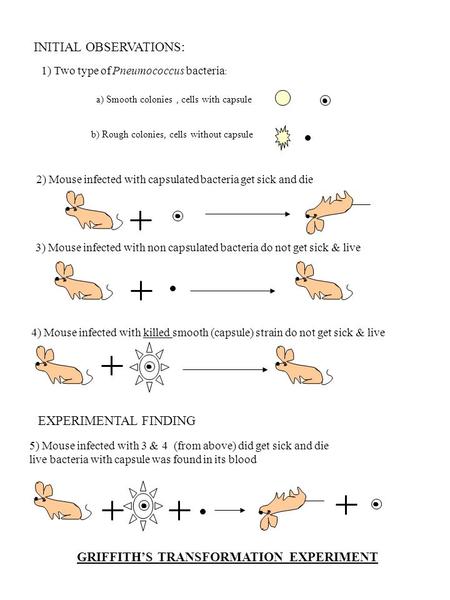 GRIFFITH’S TRANSFORMATION EXPERIMENT 1) Two type of Pneumococcus bacteria : INITIAL OBSERVATIONS: 2) Mouse infected with capsulated bacteria get sick and.