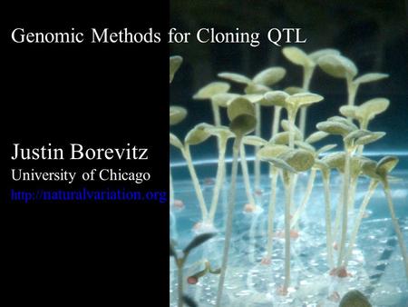 Genomic Methods for Cloning QTL Justin Borevitz University of Chicago  naturalvariation.org.