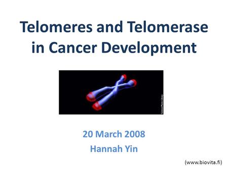 Telomeres and Telomerase in Cancer Development 20 March 2008 Hannah Yin (www.biovita.fi)