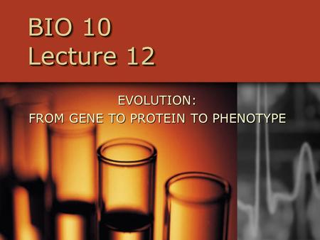 BIO 10 Lecture 12 EVOLUTION: FROM GENE TO PROTEIN TO PHENOTYPE.