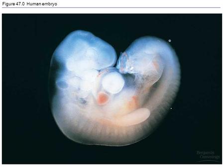 Figure 47.0 Human embryo. Figure 47.1 A “homunculus” inside the head of a human sperm.