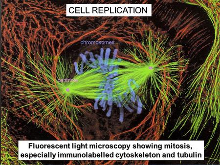 Fluorescent light microscopy showing mitosis, especially immunolabelled cytoskeleton and tubulin CELL REPLICATION chromosomes tubulins actin centriole.